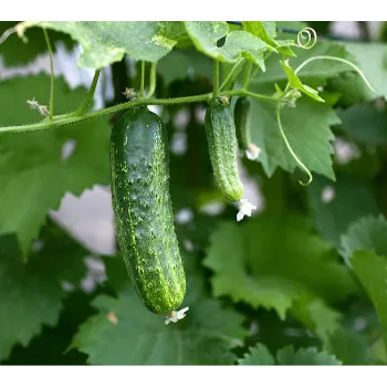 Fresh Cucumber